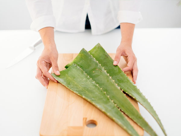 جدا کردن سر و ته برگ آلوئه ورا
