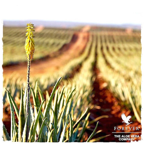 محصولات فواور لیوینگ بر پایه آلوئه ورای خالص