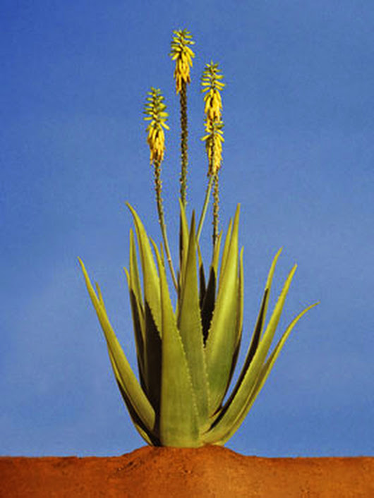 آلوئه باربادنسیس میلر